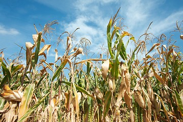 Image showing Corn field