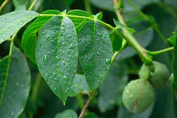 Image showing Leaves