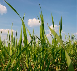 Image showing Wheat