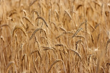 Image showing Wheat