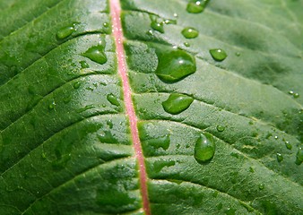 Image showing Wet leaf