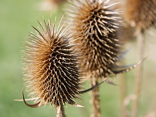 Image showing Wild plant