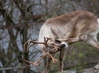 Image showing Reindeer