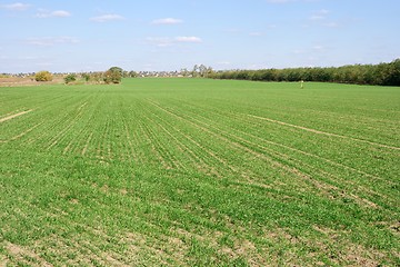 Image showing Field