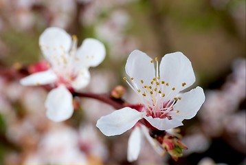 Image showing Flowers