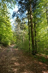 Image showing Forest path