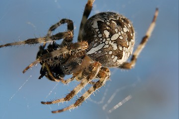 Image showing Spider