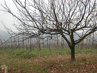 Image showing Italian Vineyard