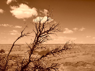 Image showing Tree in Grand Canyon