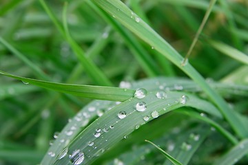 Image showing Grass