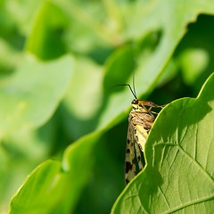 Image showing Scorpionfly