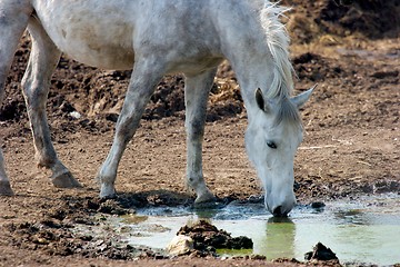 Image showing Horse