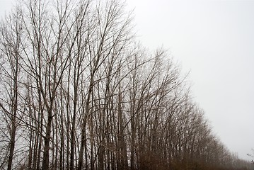 Image showing Trees