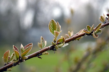 Image showing Spring Sprig