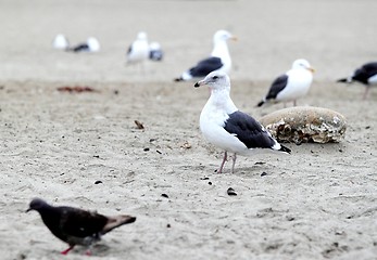 Image showing Seagull