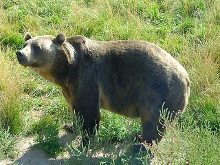 Image showing Bear