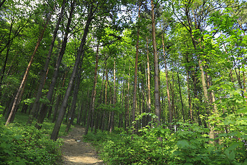 Image showing Green forest