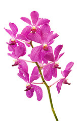 Image showing Purple Orchids