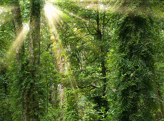 Image showing sunshine in rain forest