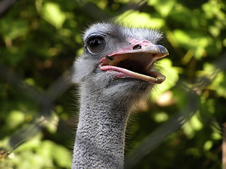 Image showing Ostrich