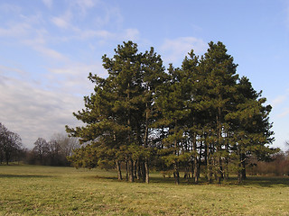 Image showing Pine Trees