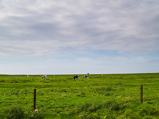 Image showing cows on pasture in northern germany