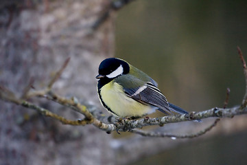 Image showing Great tit