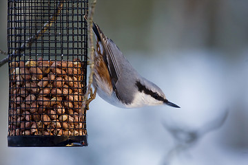 Image showing nuthatch