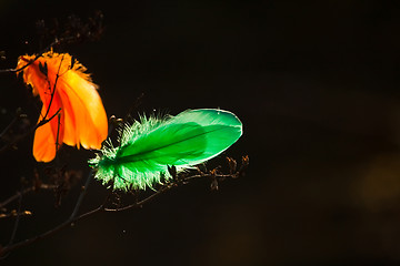 Image showing feathers