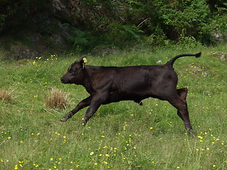 Image showing Calf