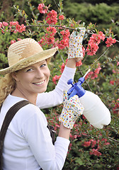 Image showing Young woman spraying tree