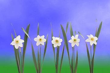 Image showing Daffodils over blue background