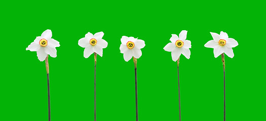 Image showing Daffodils over green background
