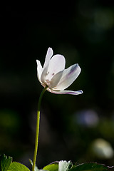 Image showing wood anemone