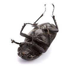 Image showing dead bug