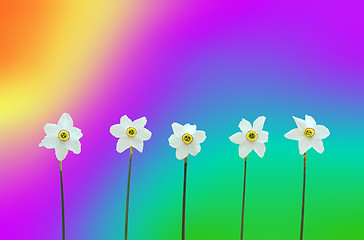 Image showing Daffodils over rainbow-colored background