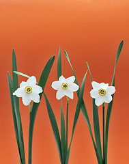 Image showing Daffodils over orange background