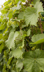 Image showing grape vine leaves