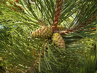Image showing pine with cones