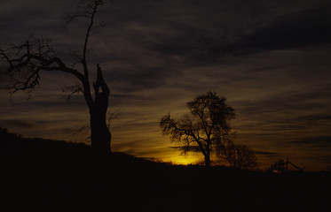 Image showing sunset with old trees