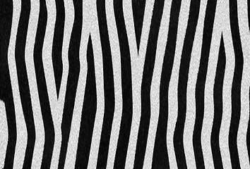 Image showing zebra texture 