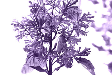 Image showing lilac and butterfly