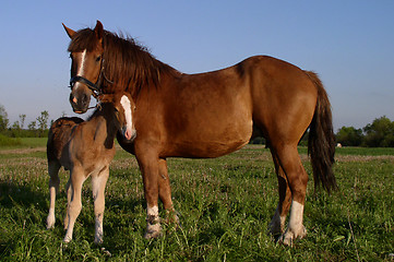 Image showing Horses