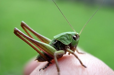 Image showing Grasshopper