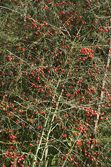 Image showing Red Berries