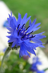 Image showing Cornflower