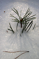 Image showing Winter Details