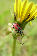 Image showing Bug on a Dandelion