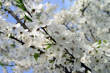 Image showing Blossom