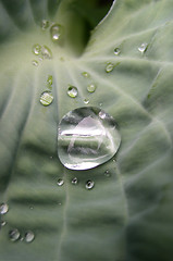 Image showing Rain Drops